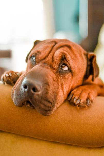 Dog on sofa